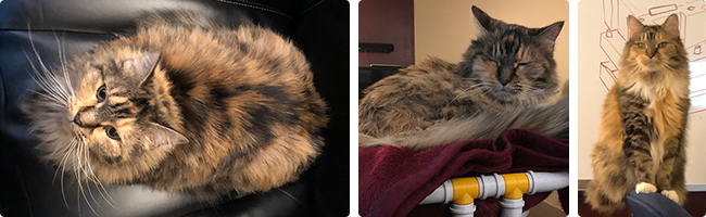 Three photos of Zelda, a cat with long tortie patterned fur and white paws. First photo: Zelda laying in a black office chair in a loaf position. Second photo: Zelda sleeping in an elevated cat bed constructed from 3D printed pipes and a blanked. Third photo: Zelda perched precariously on the small backrest of an office chair.